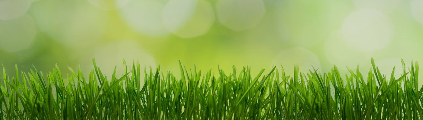 Divine Timing Lawn Care & Tree Services about