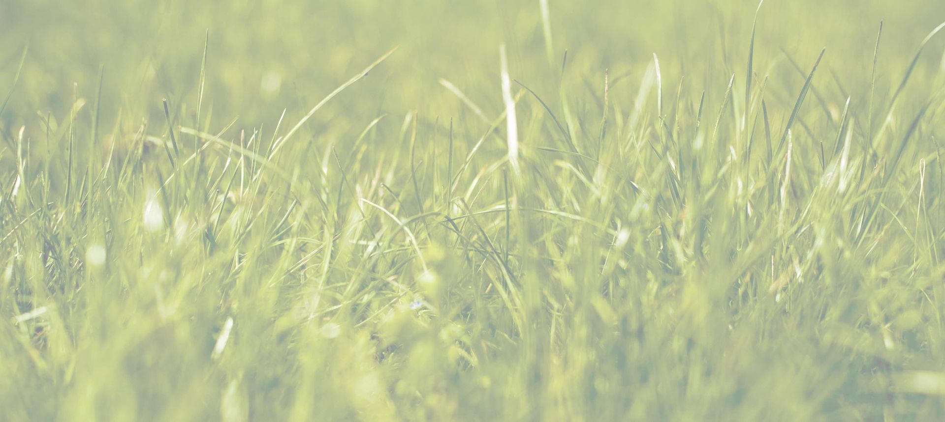 Divine Timing Lawn Care & Tree Services