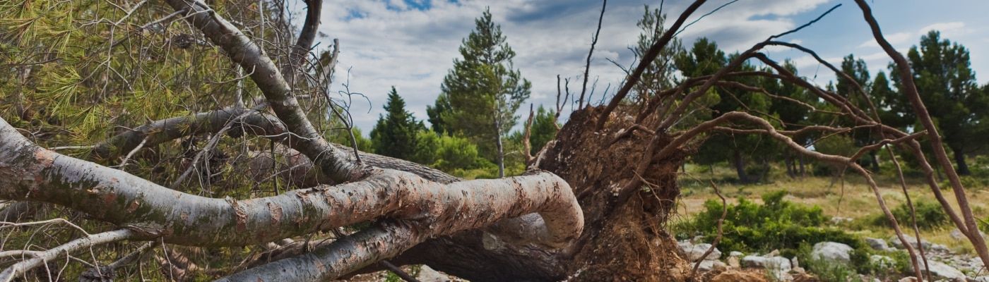 Tree Removal Service