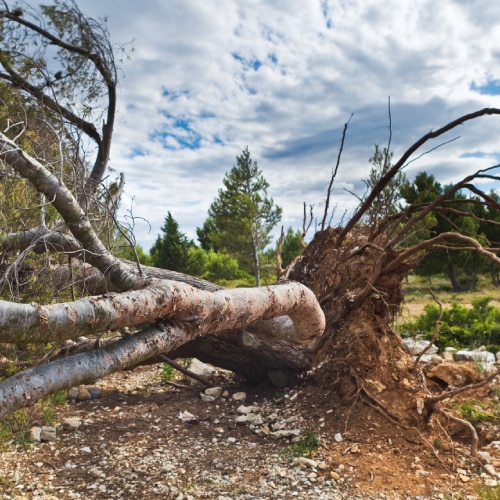 Tree Removal Service