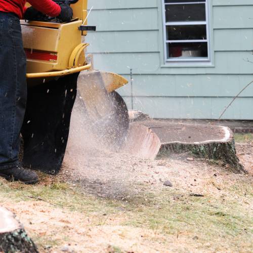 Stump Grinding